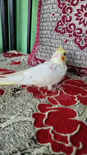 Cockatiel Lutino Red Eye Tame Size