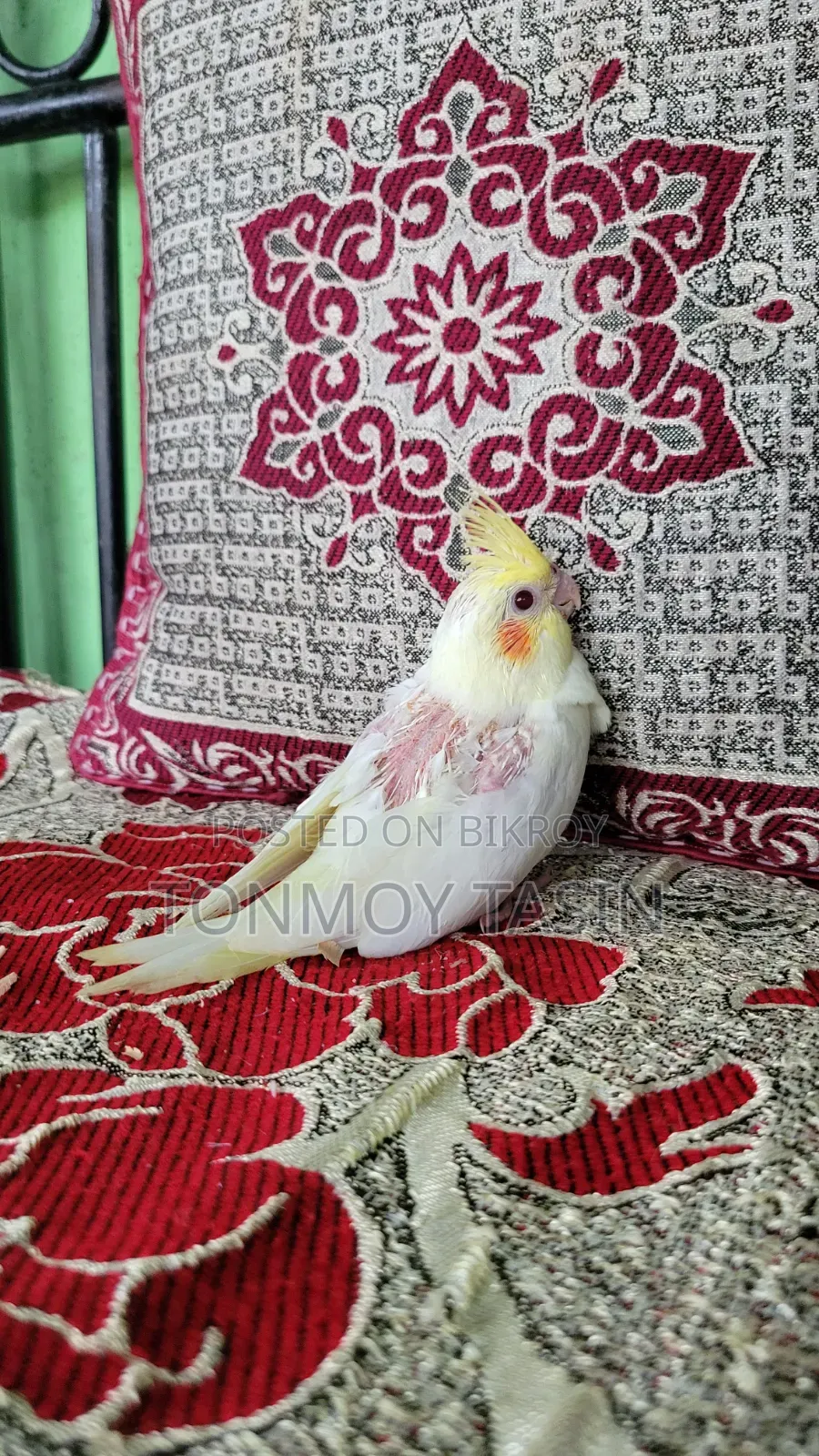 Cockatiel Lutino Red Eye Tame Size