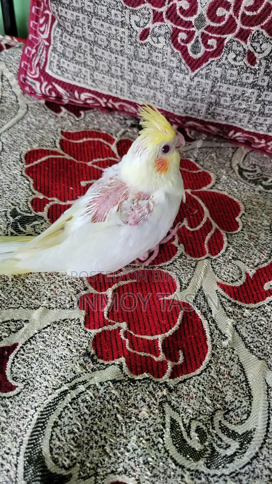 Cockatiel Lutino Red Eye Tame Size