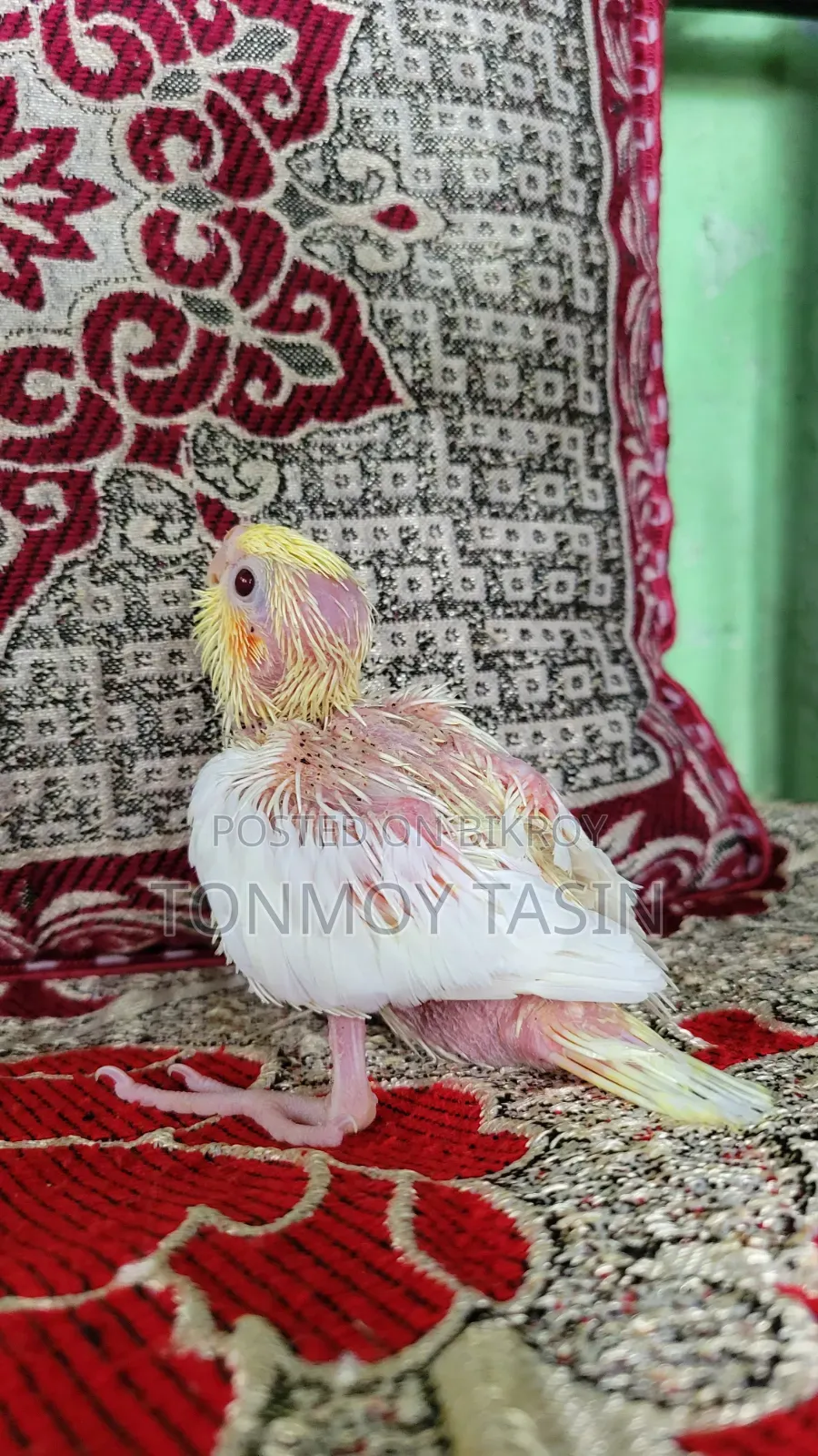 Cockatiel Lutino Red Eye Tame Size