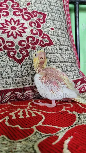 Cockatiel Lutino Red Eye Tame Size