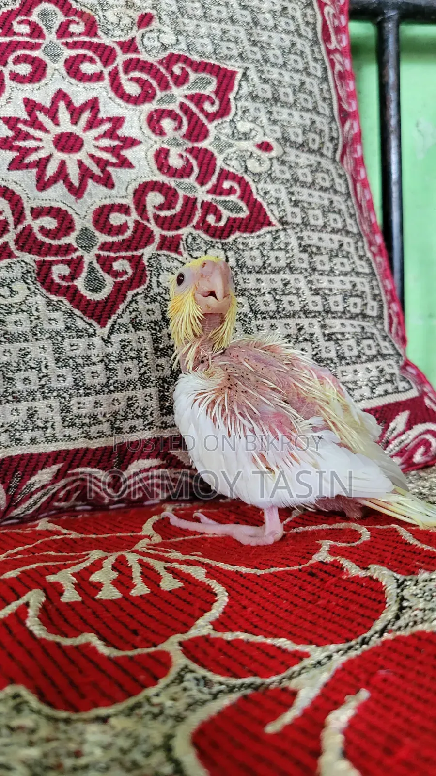 Cockatiel Lutino Red Eye Tame Size