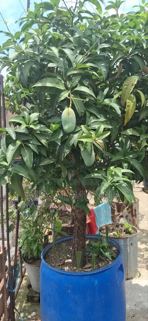 Mango Tree