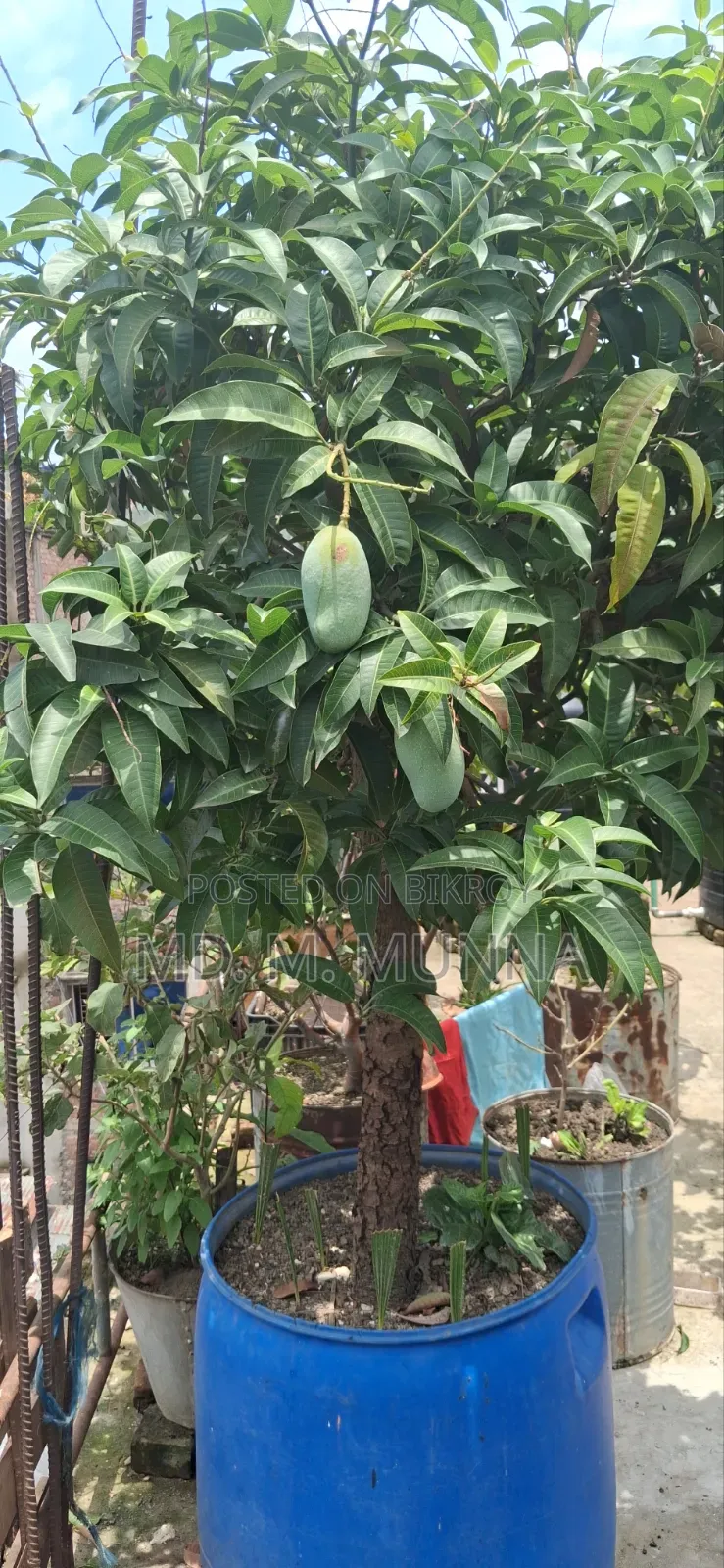 Mango Tree