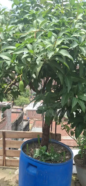 Mango Tree