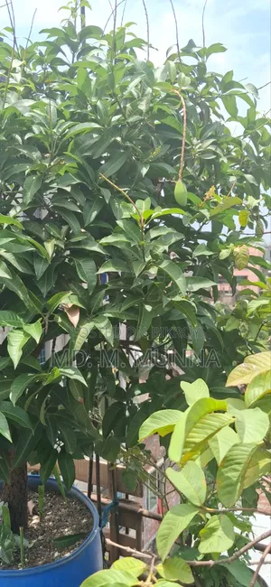 Mango Tree