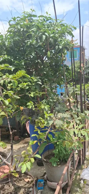 Mango Tree