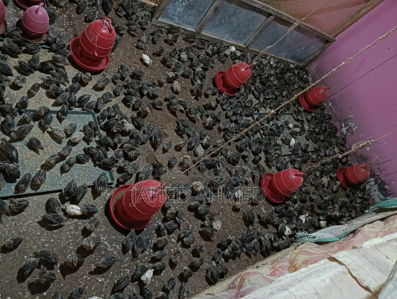 কোয়েল পাখির জিরো বাচ্চা
