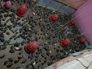 কোয়েল পাখির জিরো বাচ্চা