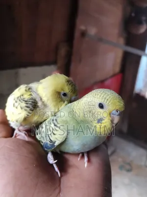 বাজরিগার পাখি বিক্রি করা হবে।