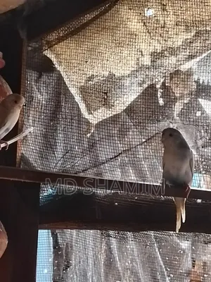 বাজরিগার পাখি বিক্রি করা হবে।