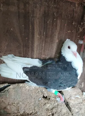 Single Raj Golla black female for sale