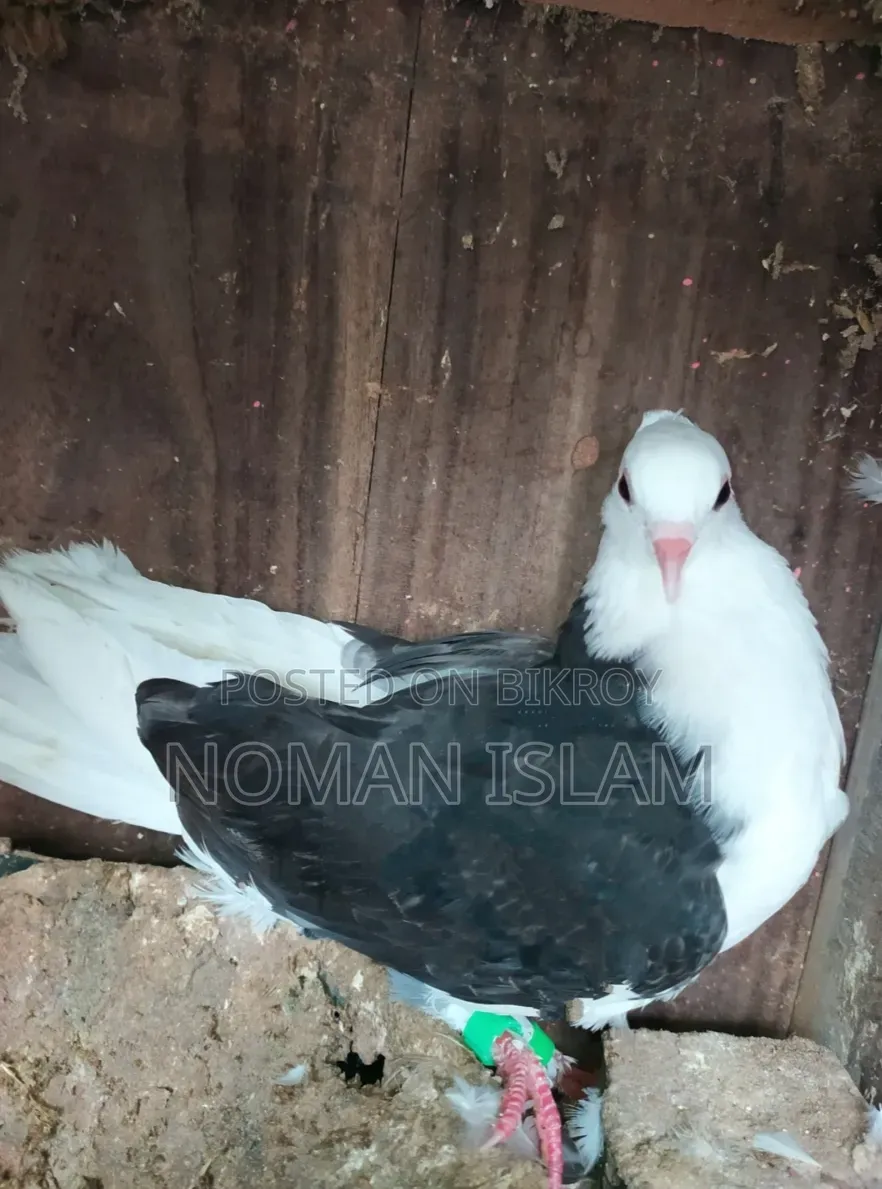 Single Raj Golla black female for sale