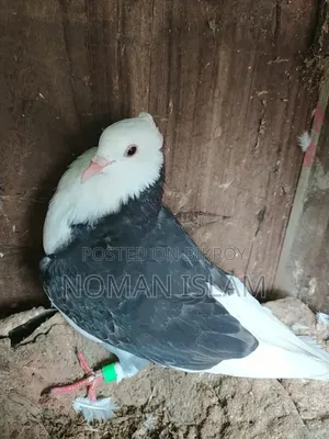 Single Raj Golla black female for sale