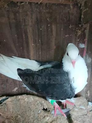 Single Raj Golla black female for sale