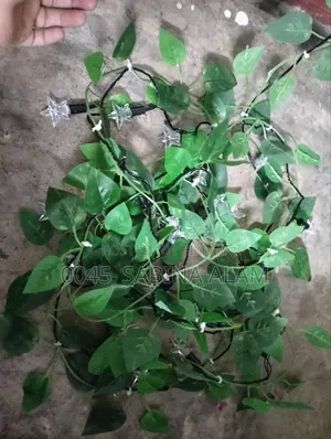 স্টার লিফ লাইট