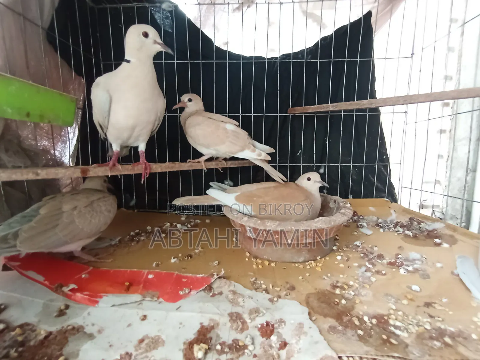 Dove Ghughu Pakhi