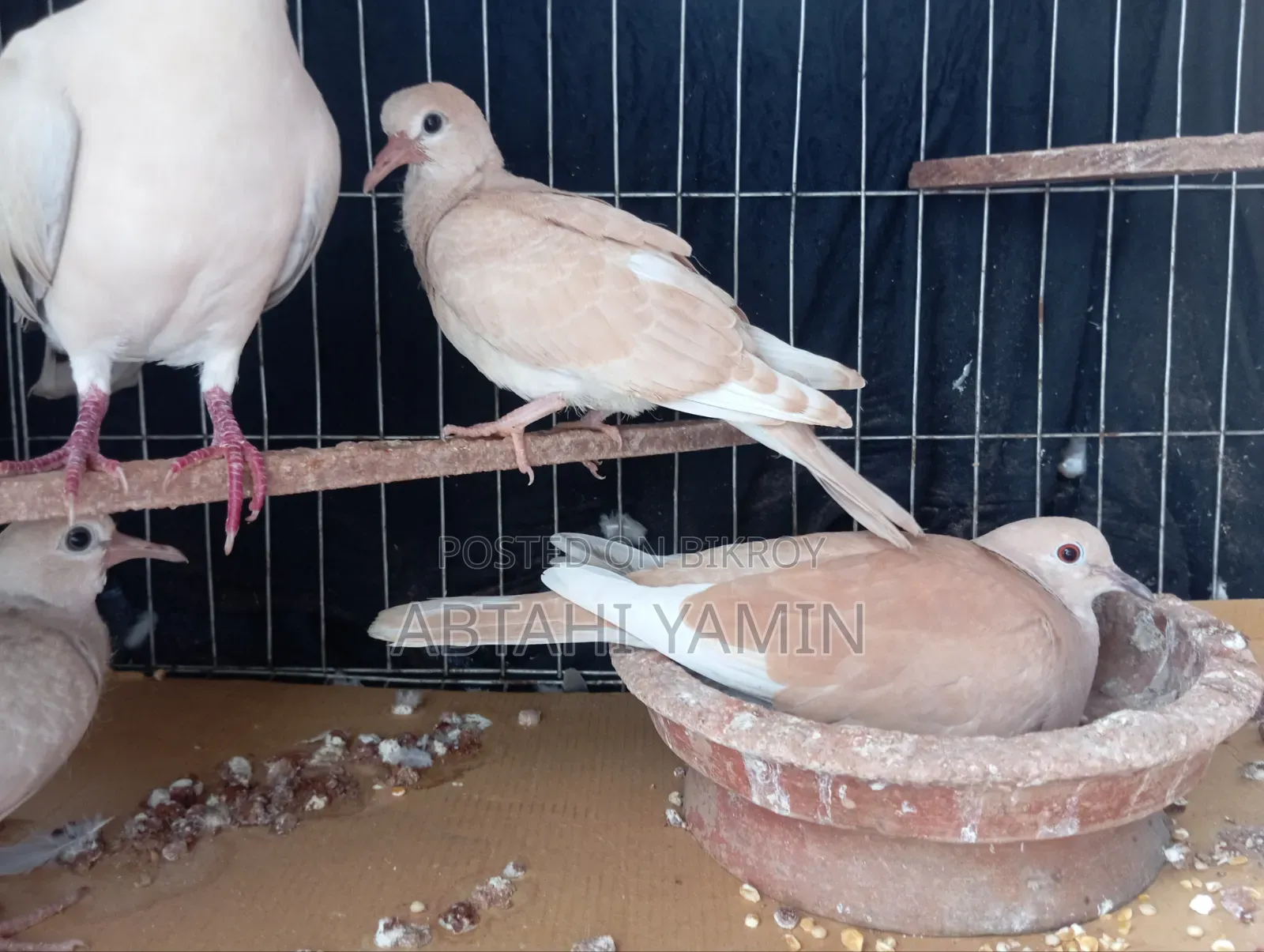 Dove Ghughu Pakhi