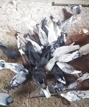 কিছু সুস্থ ভালো কবুতর বিক্রি করা হবে