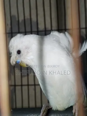 Sell Post JP Budgerigar Pair DF With Breeding History