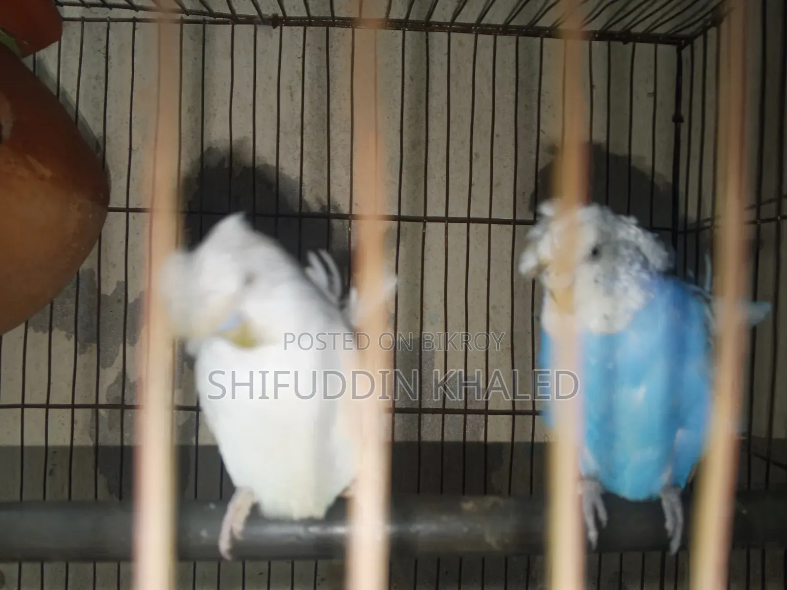 Sell Post JP Budgerigar Pair DF With Breeding History