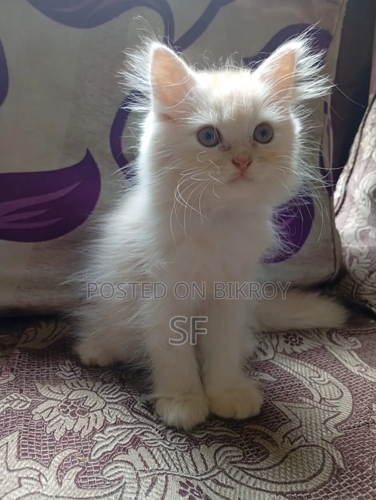 1-3 Months Male Purebred Persian