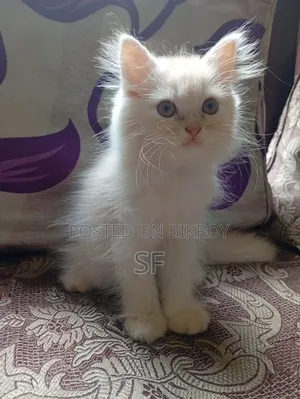 1-3 Months Male Purebred Persian