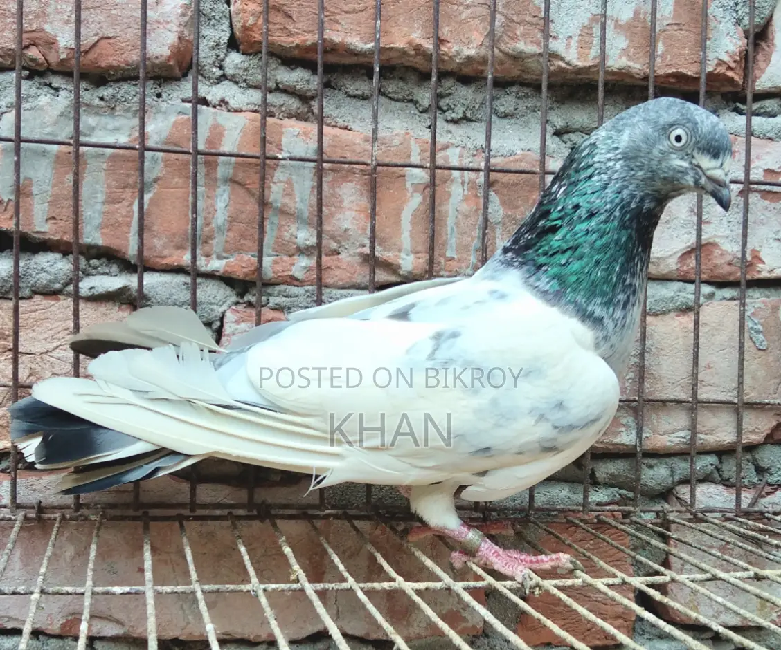 হাই কোয়ালিটি পল্লা লাইন গিরিবাজ কবুতর বিক্রি হবে
