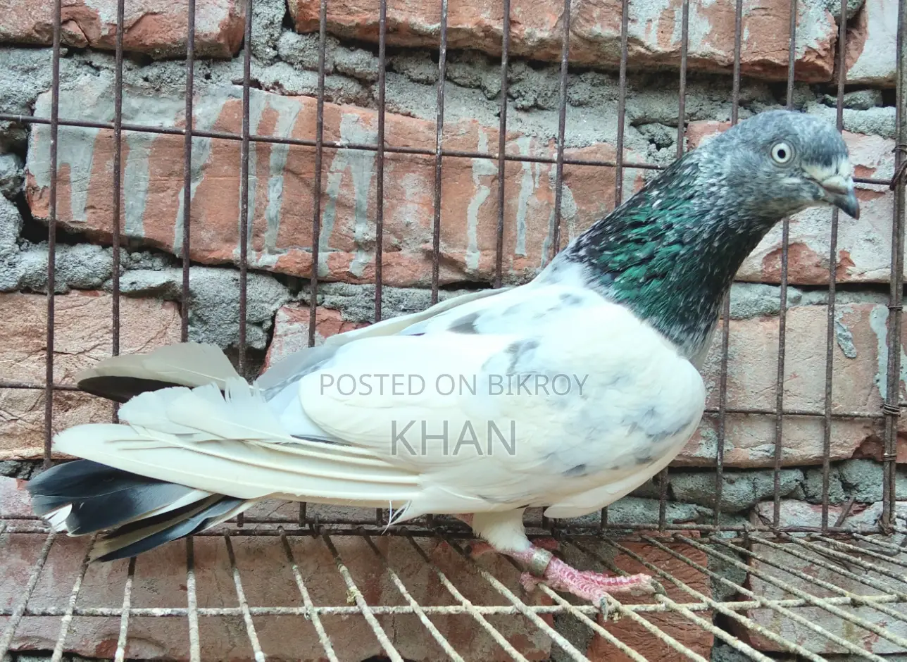 হাই কোয়ালিটি পল্লা লাইন গিরিবাজ কবুতর বিক্রি হবে