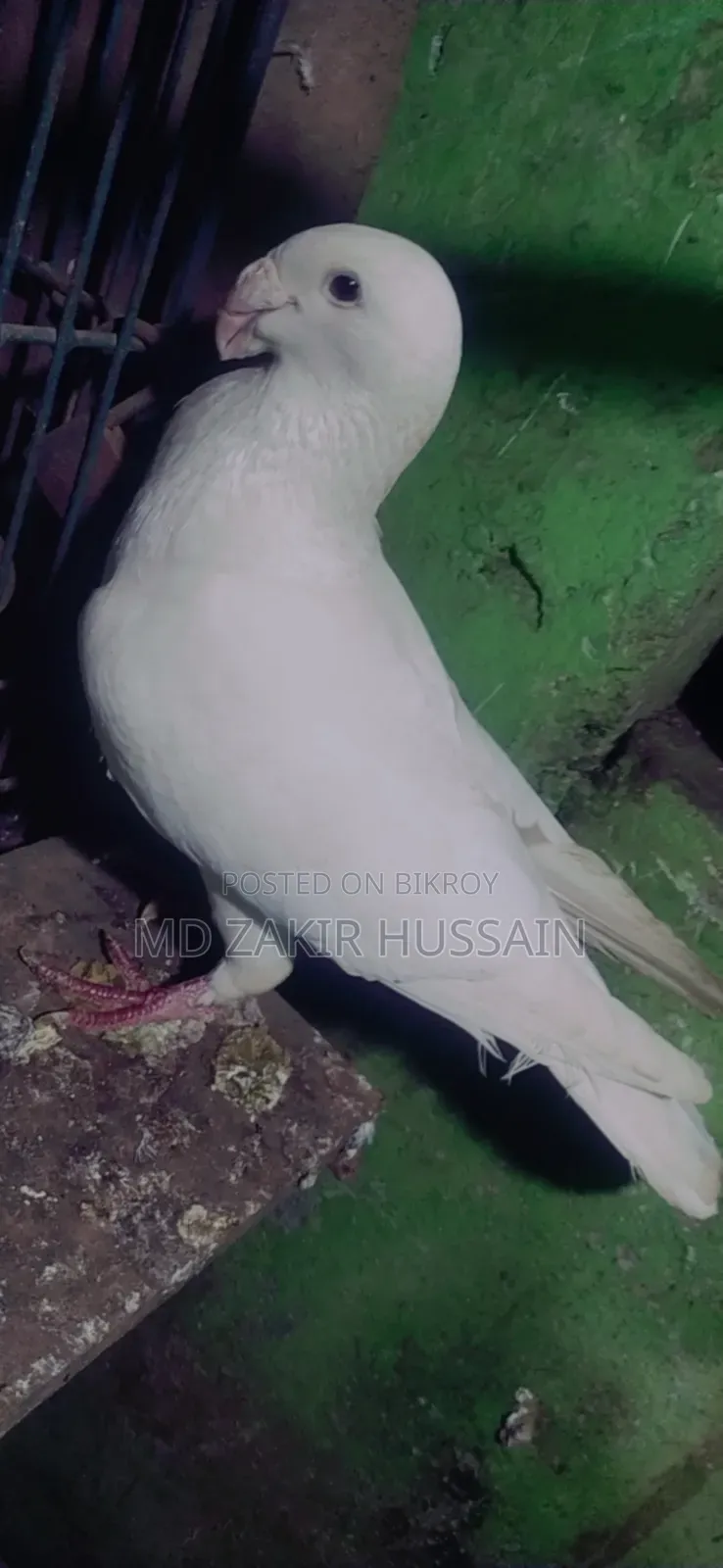 Pigeon for Sale