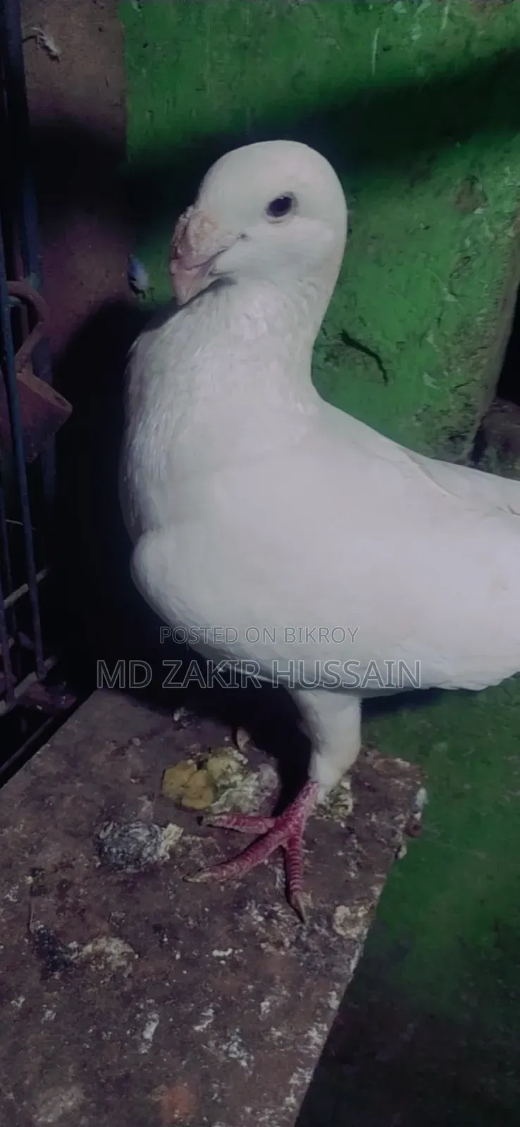 Pigeon for Sale