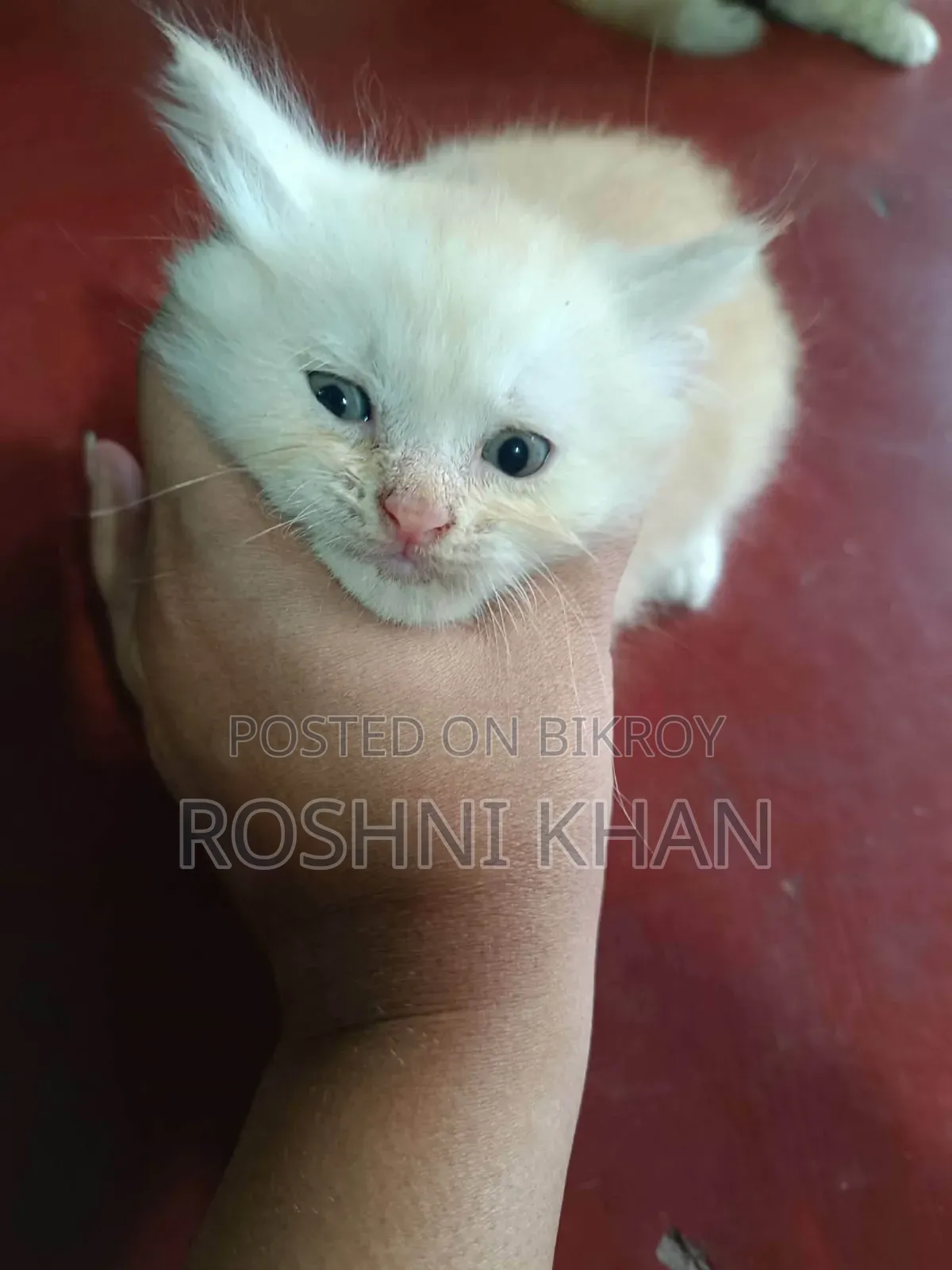1-3 Months Female Purebred Persian