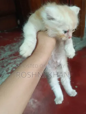 1-3 Months Female Purebred Persian