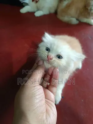 1-3 Months Female Purebred Persian