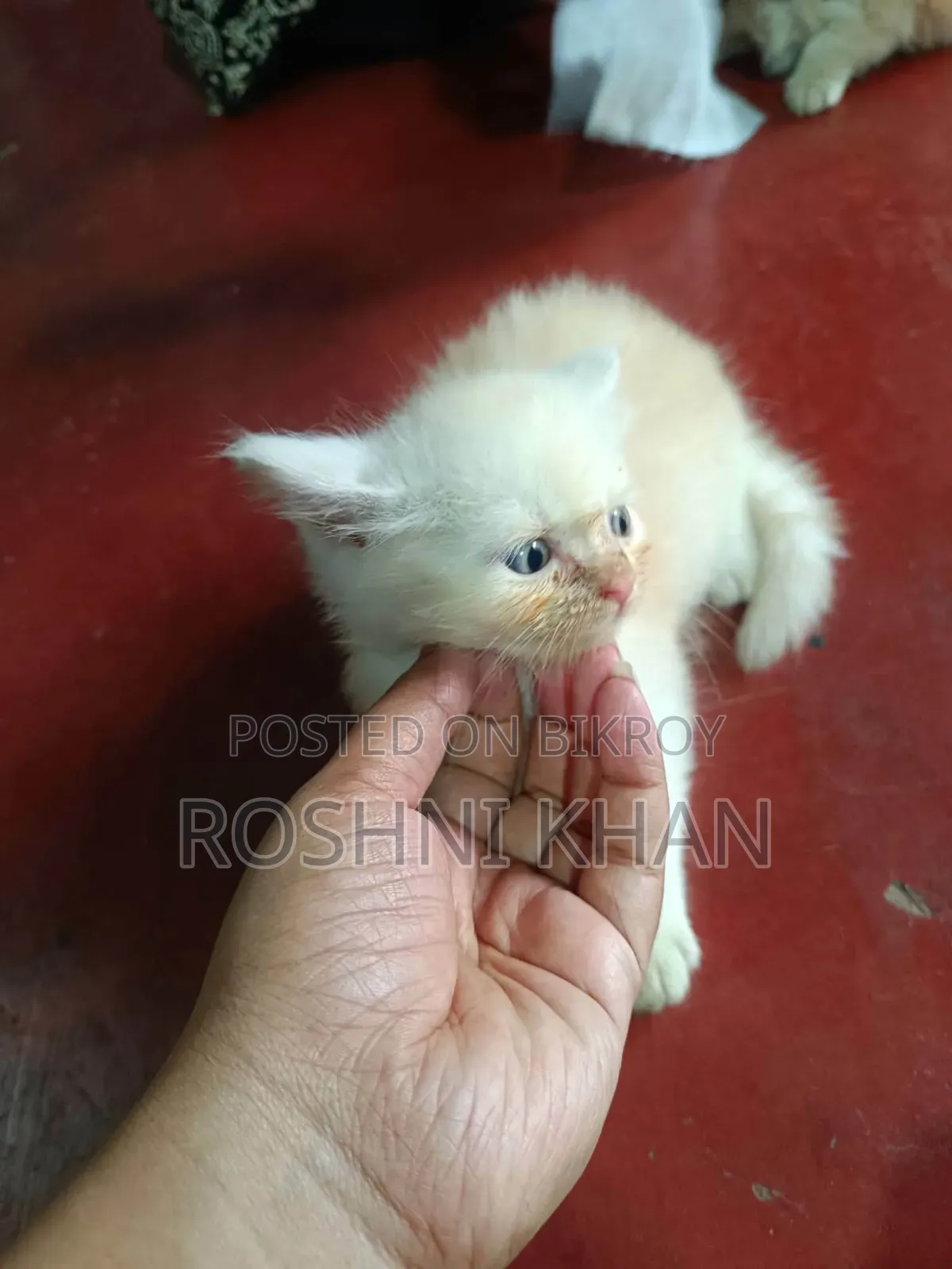1-3 Months Female Purebred Persian