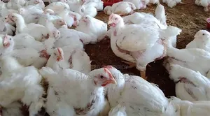 Broiler Chicken
