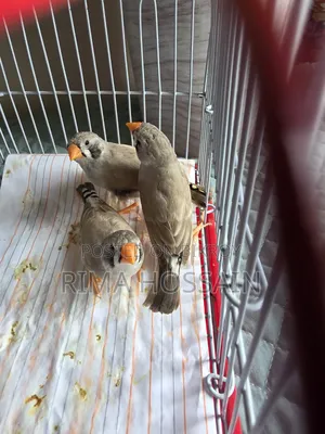 Bengali Finch and Zebra Finch