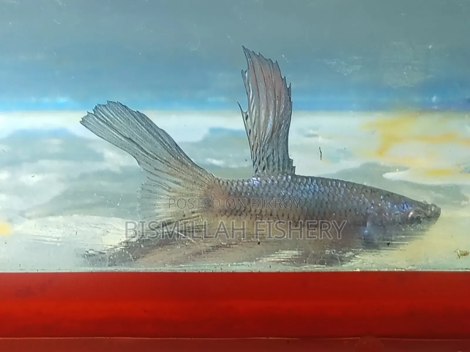 বেটা মাছ