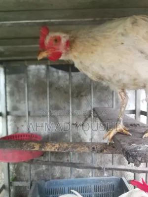 ১টি রানিং মুরগি বিক্রির জন্য