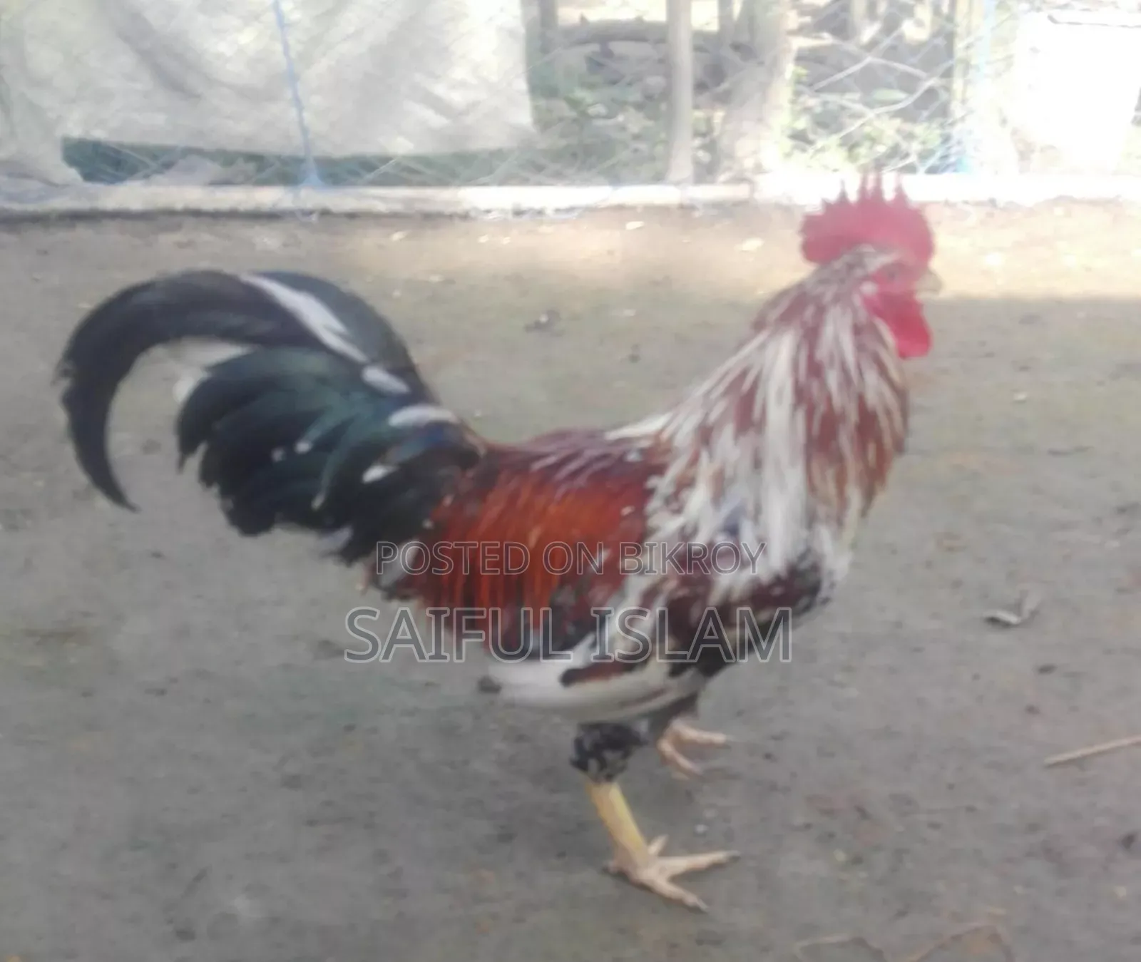 দেশি মুরগ বিক্রি করা হবে।
