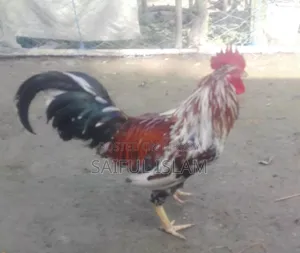দেশি মুরগ বিক্রি করা হবে।
