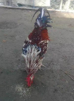 দেশি মুরগ বিক্রি করা হবে।