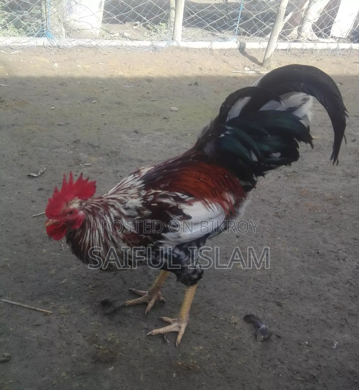 দেশি মুরগ বিক্রি করা হবে।
