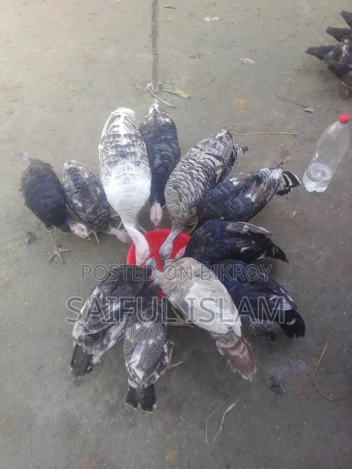 টার্কি মুরগী বিক্রি করা হবে।