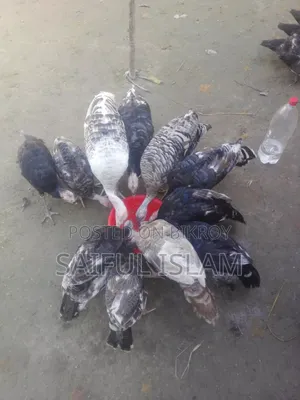 টার্কি মুরগী বিক্রি করা হবে।