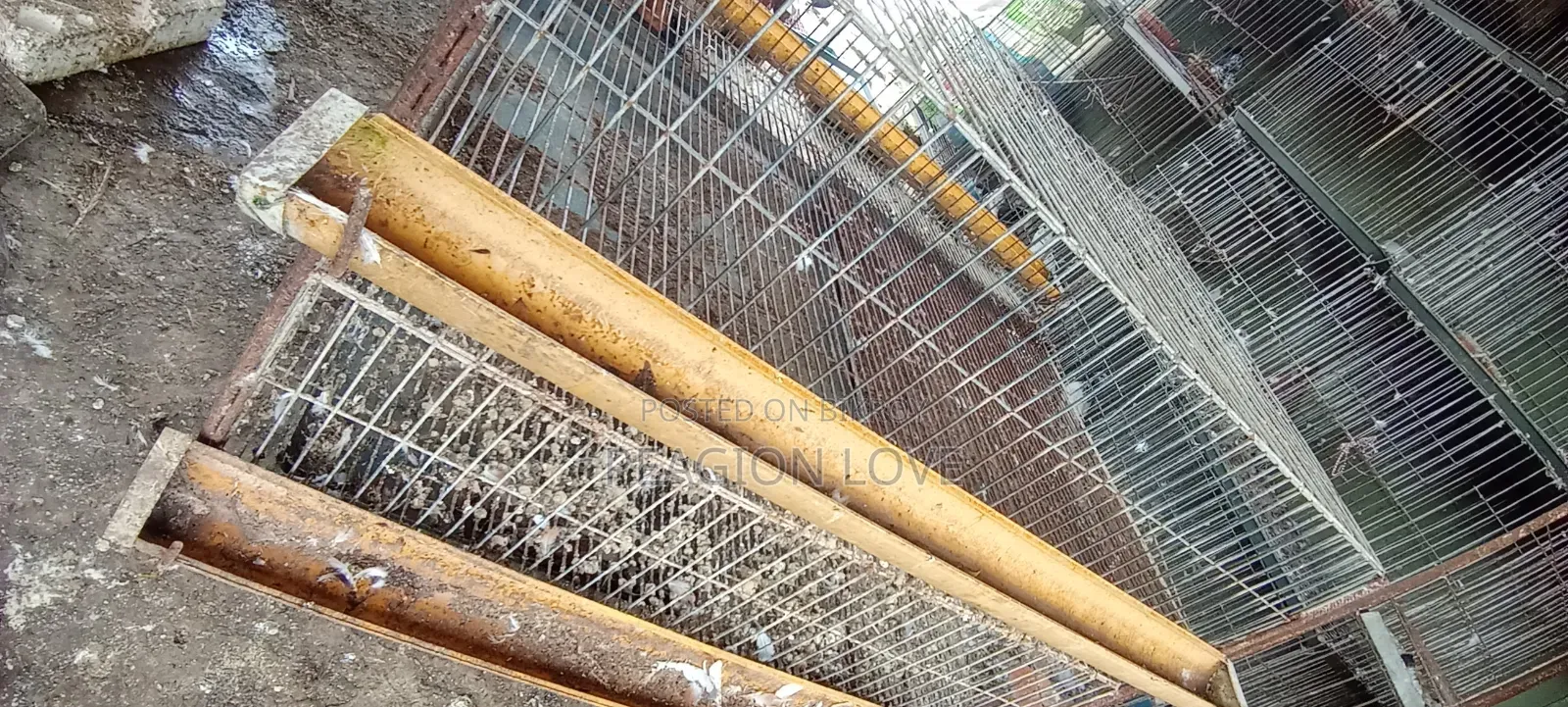 Quail bird cage