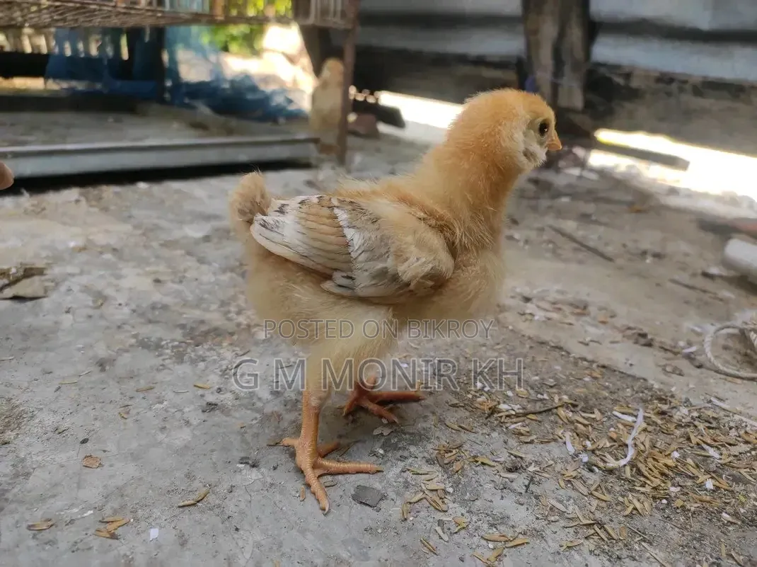 Tiger Chicken Chicks
