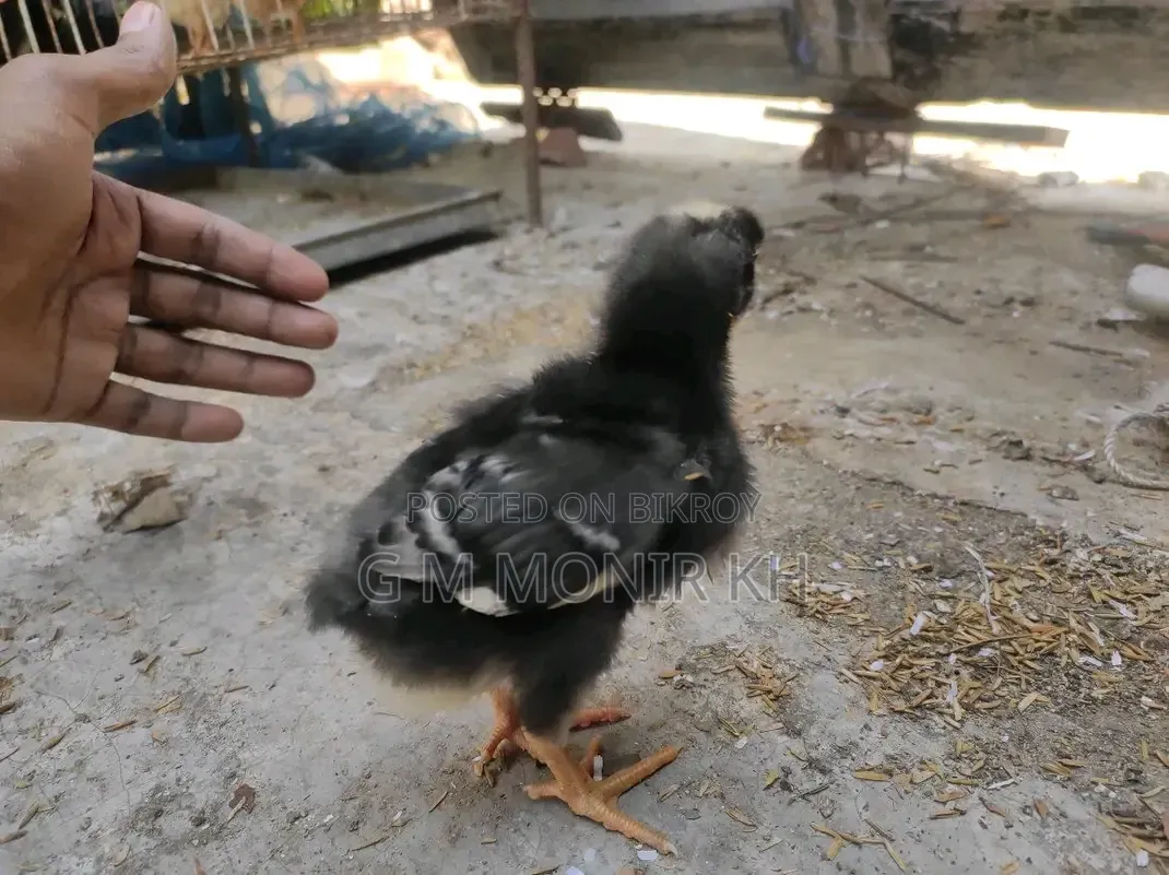 Tiger Chicken Chicks