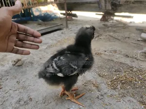Tiger Chicken Chicks