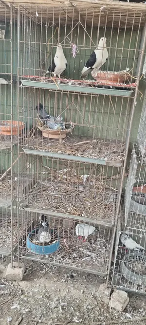 Pigeon Cage